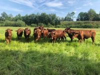 Unsere Weideochsen: Rotes-Höhen-Vieh